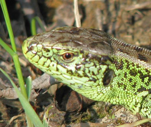 Především v habrovém lese se setkáváme s veverkou obecnou (Sciurus vulgaris). Zejména ve volných plochách u parku nebo pod Puštorem ţije ještěrka obecná (Lacerta agilis).