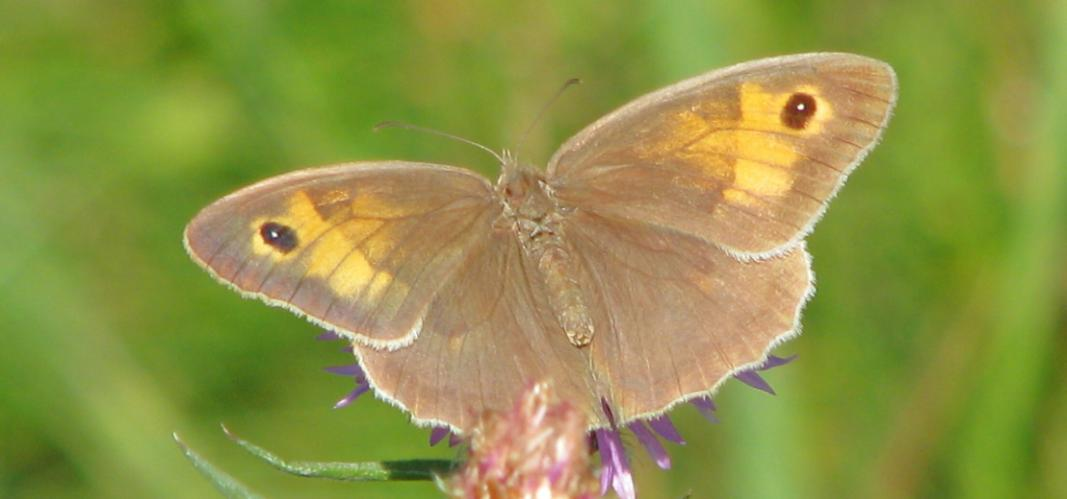 švestkový (Satyrium