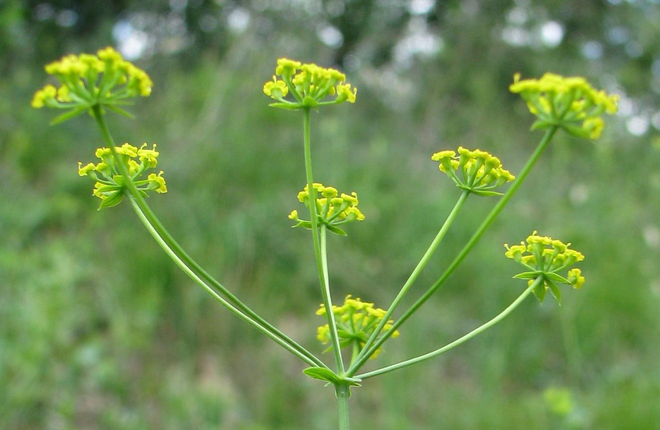 Zvláště chráněné druhy dřevin Dřín obecný Cornus mas ohrožený druh Tis červený Taxus baccata ohrožený druh Květena Na Andělce a Čertovce bylo doposud nalezeno více neţ 250 druhů vyšších