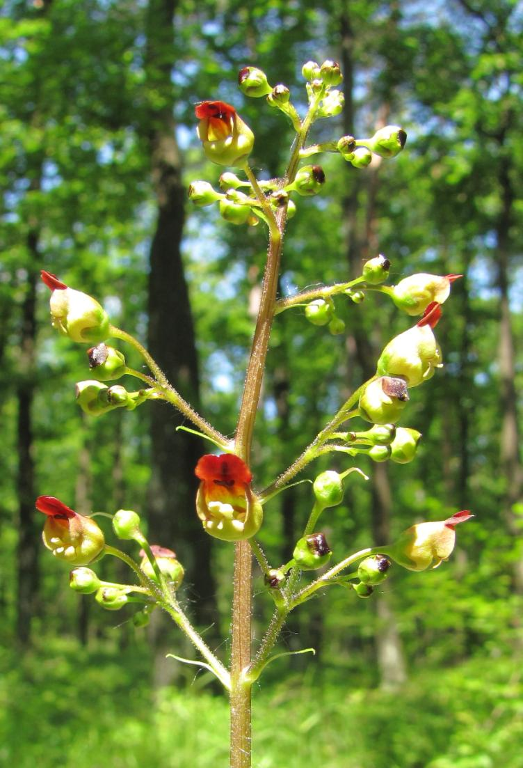 Ohrožené druhy dřevin zařazené na Červeném seznamu flóry ČR Brslen bradavičnatý Euonymus verrucosa ohrožený druh Jeřáb břek Sorbus torminalis vzácný druh