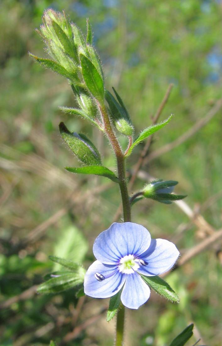 Rosa pimpinellifolia ohrožený druh Skalník obecný Cotoneaster integerrimus vzácný druh Topol černý Populus nigra silně ohrožený druh Statný krtičník