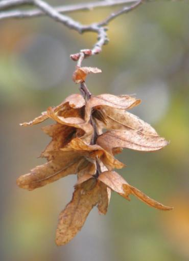 alba) nebo vrba křehká (Salix fragilis). Působivé jsou mohutné duby letní (Quercus robur).