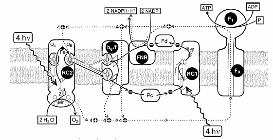 Obr.3. Základní schéma fotochemických dějů v thylakoidální membráně. Základními transmembránovými komplexy jsou PSII (RC2), cytochrom b 6 /f komplex, PSI (RC1) a ATPáza.