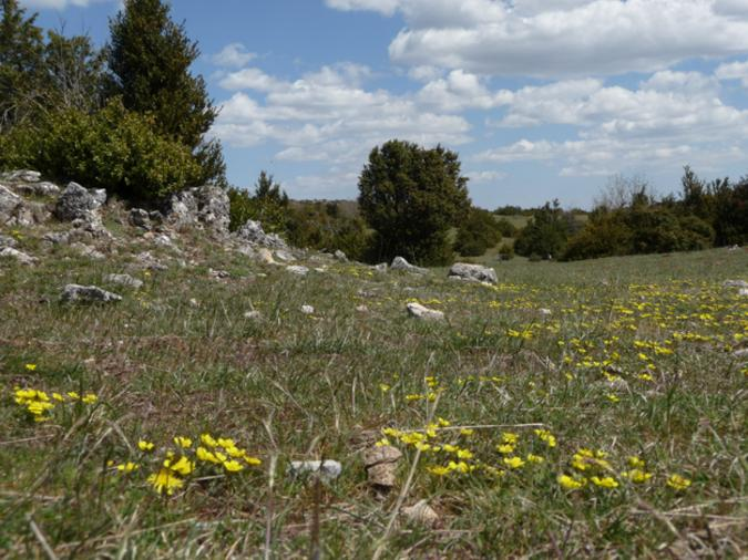 b) Co znamená pojem funkční znak (plant functional trait)?