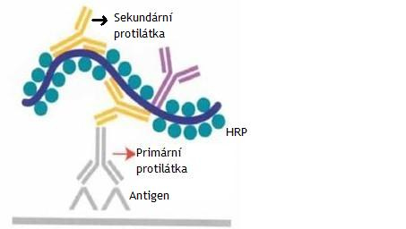 3.4.1 Přímá metoda Je nejjednodušší enzymatická metoda lokalizace antigenu ve tkáni. Primární protilátka je přímo označena enzymem.