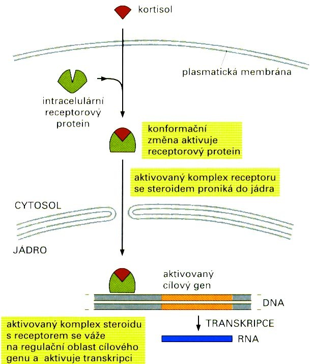 RECEPTORY