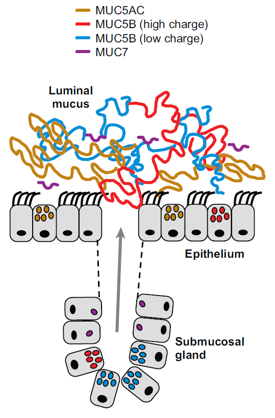 Muciny sekretované v horních