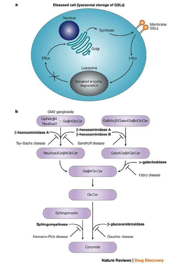 N-glykosidicky vázané oligosacharidy