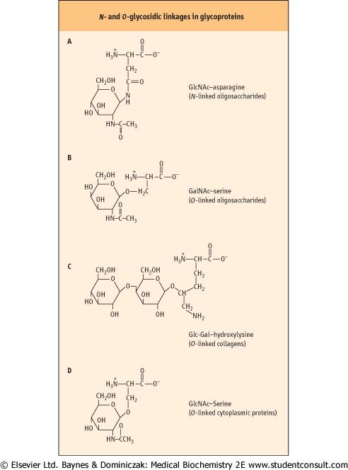 Glykoproteiny: Struktura a vazby