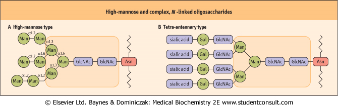 Glykoproteiny: