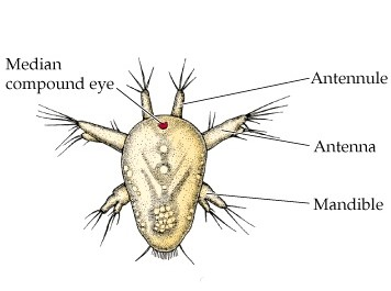 rozmnožování: gonochoristé, někdy partenogenetické larvy, vývoj přímý nebo přes larvu nauplius s naupliovým očkem a 3 páry končetin: antenuly, anteny a mandibuly zoea (u rakovců) s