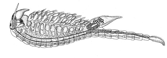 ANOSTRACA - žábronožky periodické tůně laterálně zploštělé tělo (plavou hřbetem dolů), na hlavě oči na stopkách, mezi nimi naupliové očko, na zadečku furka hrudní