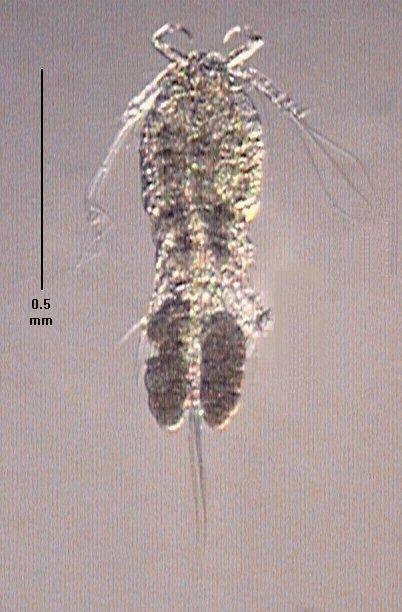 COPEPODA - klanonožci tělo válcovité nebo kyjovité pohyb pomocí rozeklaných hrudních nožek velké antenuly, na hlavohrudi naupliové očko larva nauplius; plankton, detrit, paraziticky Cyclopoida