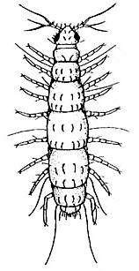 Pauropoda - drobnušky Tömöswaryho orgán pravděpodobně chemoreceptor drobní, půdní,
