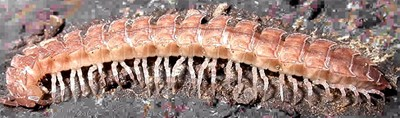 Diplopoda - mnohonožky půdní epigeické druhy, často podkorní válcovité tělo nebo dorzoventrálně zploštělé pouze pár kusadel, opět vytvořeno gnatochilarium tykadla jednoduchá, nevětvená krční článek