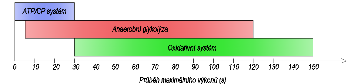 (Novotná,