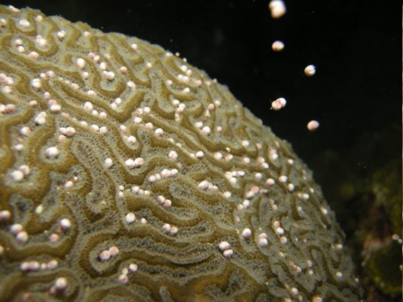 korálové útesy Scleractinia větevníci II příjem