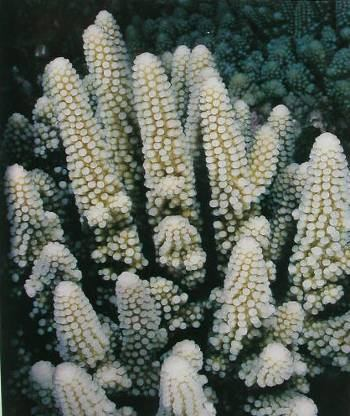 korálové útesy: Scleractinia Acropora humilis větevník nízký,