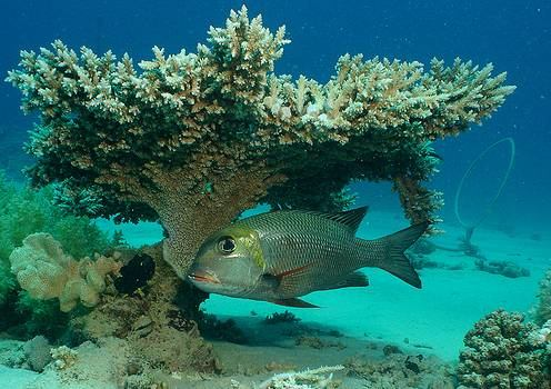 korálové útesy: Scleractinia Acropora palmata větevník