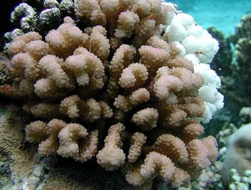 korálové útesy: Scleractinia Pocillopora verrucosa