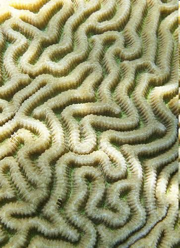 korálové útesy: Scleractinia Platygyra deadalea