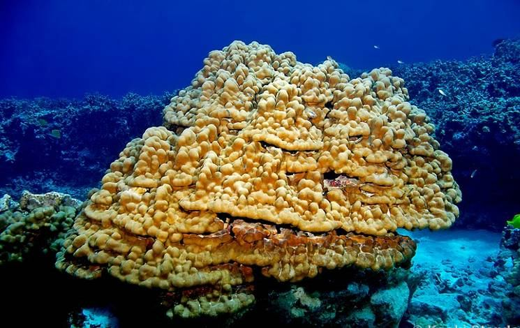 korálové útesy: Scleractinia Goniopora