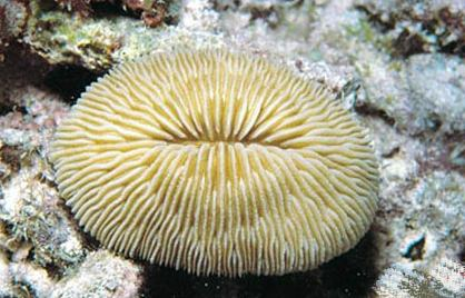 korálové útesy: Scleractinia Fungia paumotensis, čel.
