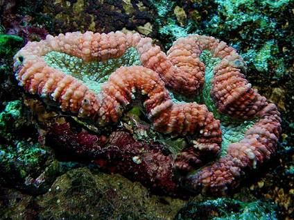 korálové útesy: Scleractinia Lobophyllia hemprichii
