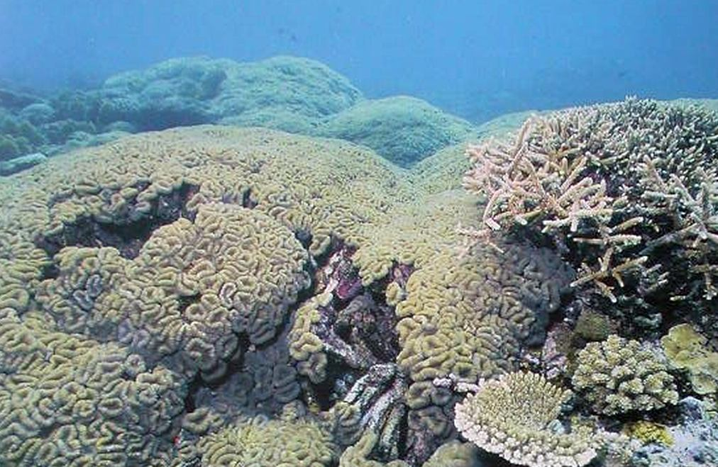 Mussiidae rifovníkovití; velké korality přiléhají k