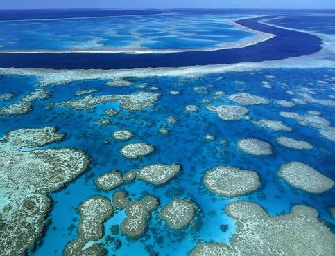 odumřelých korálů (bioeroze, činnost vln) masivní vápenité formace, na nichž rostou živé korály kryptofauna ukrytá ve