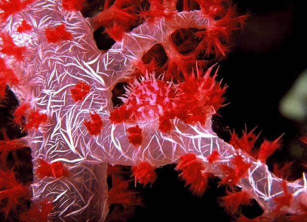 korálové útesy Alcyonacea - laločníci vnitřní kostra vápenité sklerity měkcí koráli, gorgonie a varhanitky;