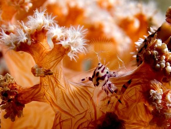 Nephtheidae laločníkovití (Alcyoniina); asi 250 druhů, keříčkovité kolonie, masití polypi srostlí