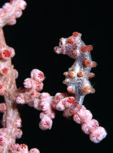 korálové útesy: Alcyonacea Muricella plectana, čel.