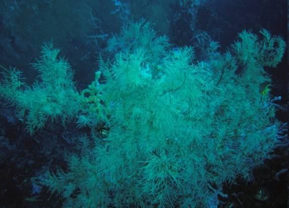korálové útesy Anthipatharia trnití koráli