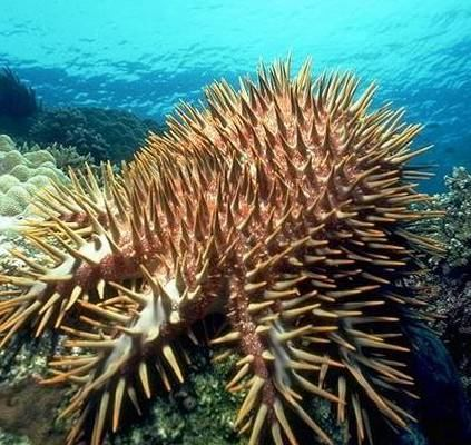korálové útesy: epifauna Acanthaster planci