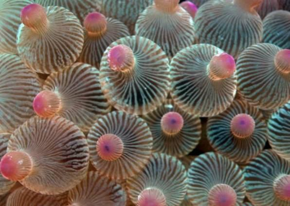 korálové útesy Actiniaria sasanky Entacmaea