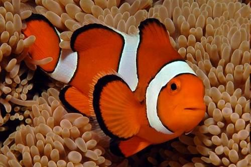 Korálové ryby korálové útesy často pestře zbarvené, koexistence mnoha druhů - loterie o životní prostor; nejsou