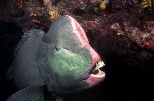 http://www.youtube.com/watch?v=8t-gnzevlay korálové útesy: ryby Bolbometopon muricatum ploskozubec vysokočelý, čel.