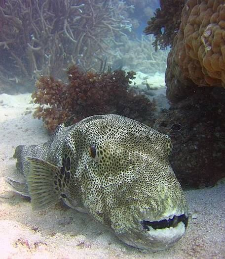 Arothron stellatus čtverzubec hvězdnatý, čel.