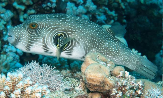 kousnout korálové útesy: ryby A. hispidus č. ježatý, čel.