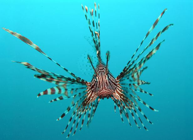 korálové útesy: ryby Pterois volitans perutýn
