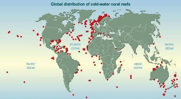 Hlubokomořské korálové útesy korálové útesy rozšířené v hloubkách až do více než -2000 m na kontinentálním šelfu, svahu, podmořských horách a hřbetech tvořeny studenomilnými korály, T 4 C úživné