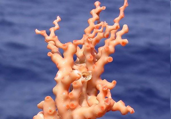 hlubokomořské korálové útesy Lophelia petrosa turbinatka větvená