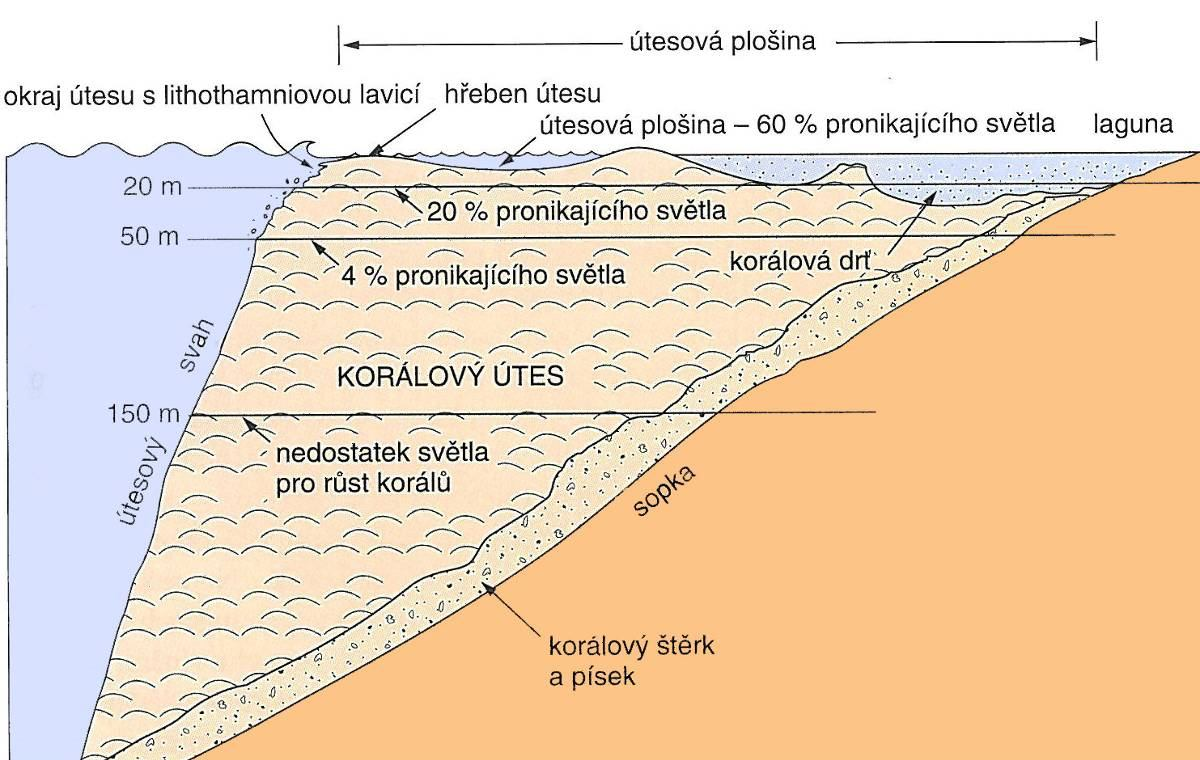 korálové útesy Zonace korálového útesu změny intenzity