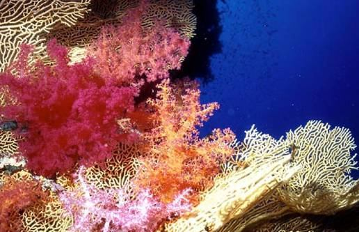 ubývání korálů s robustními kostrami hloubky pod -150