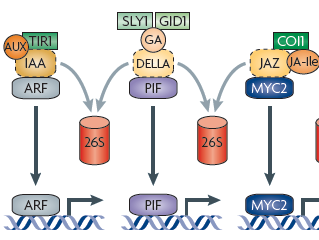 Proteolysis is central to the signaling pathways of a number of phytohormones, including auxin, GA and JA The hormones (circled in red) bind to the receptors (green), initiating proteolytic