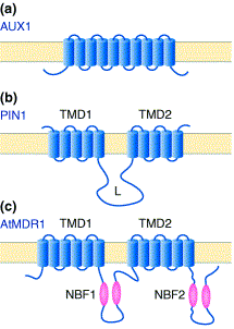 Polární transport auxinů transportní molekuly Molekuly auxinu jsou kromě pasívní difúze transportovány systémem aktivních přenašečů - AUX1/LAX přenašeče auxinu dovnitř buňky (a) - PINs přenašeče
