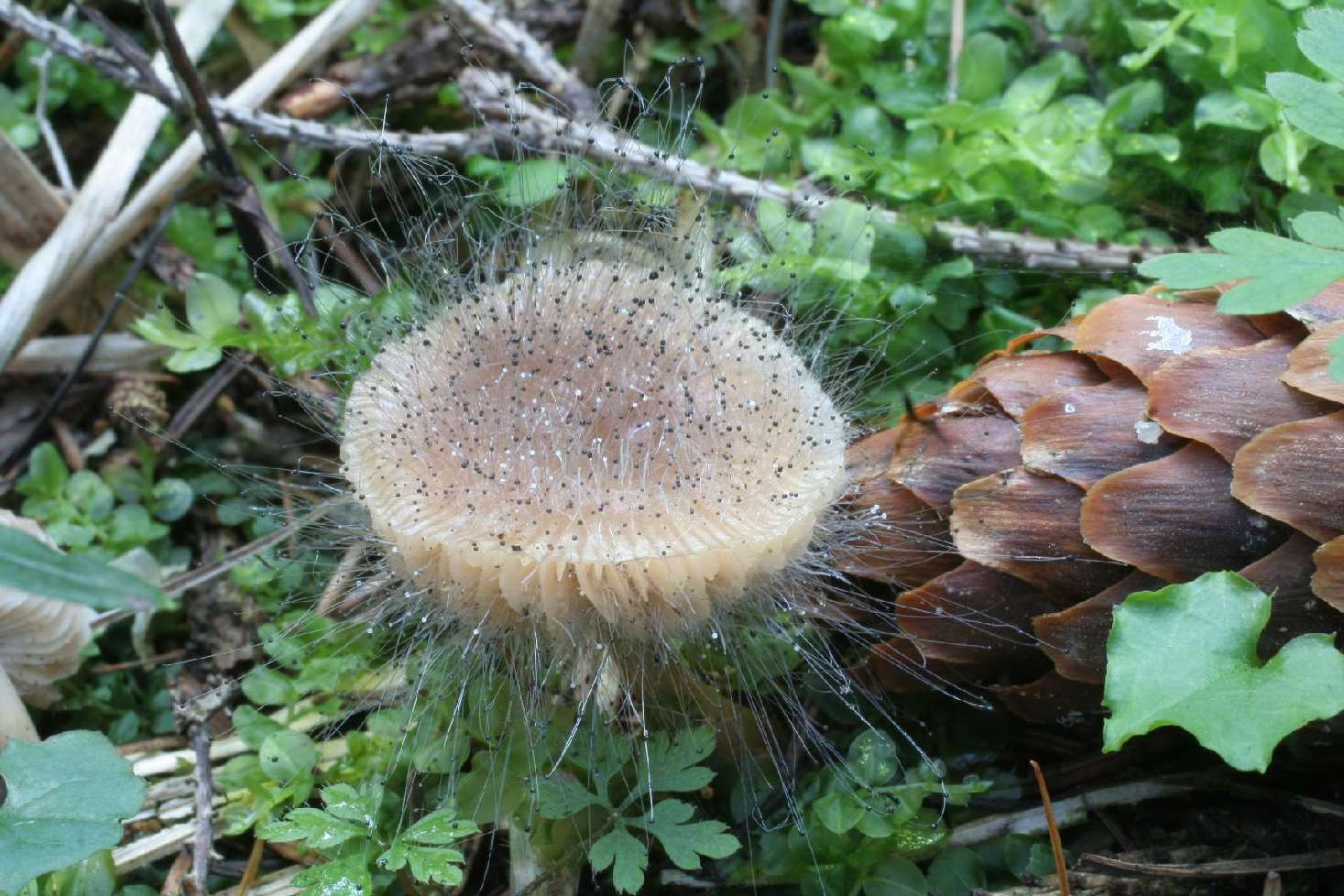 Spinellus (houbáš, ježohubka) - zástupci parazitují na kloboukatých houbách (hlavně na