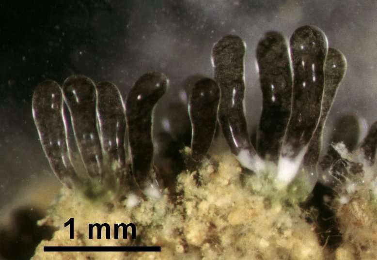 Oddělení: GLOMEROMYCOTA Třída: GLOMEROMYCETES Skupina, která prodělala ze všech spájivých hub v poslední době největší posun.