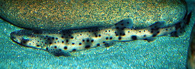 3. bentofágové: Heterodontus - různozubec Scylliorhinus - máčka Orectolobus - malotlamec Pristiophorus -